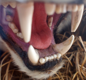 Tiger jaws close-up