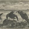 The Ravens, Good Words, 1868, PL4921